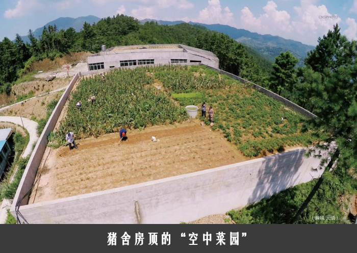 猪舍房顶的“空中菜园”