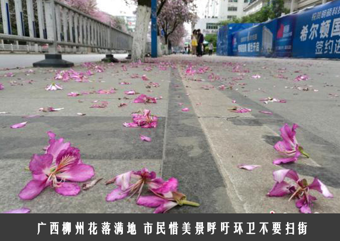 市民惜美景呼吁环卫不要扫街