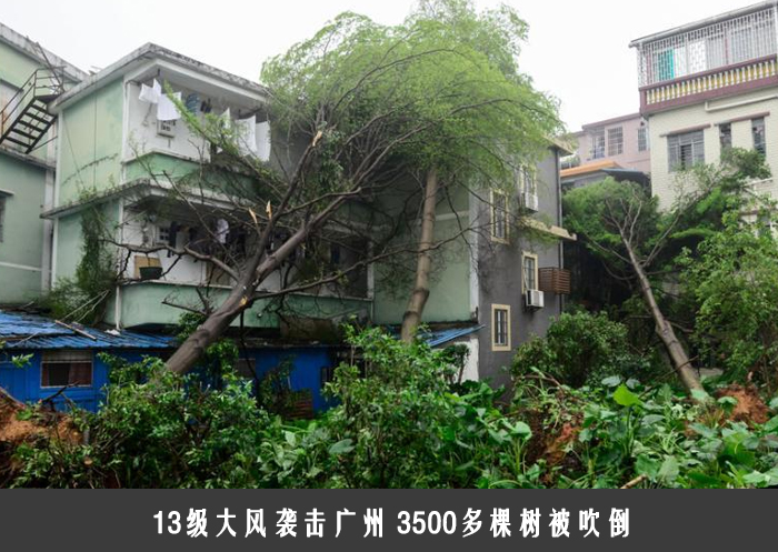 13级大风袭击广州 3500多棵树被吹倒