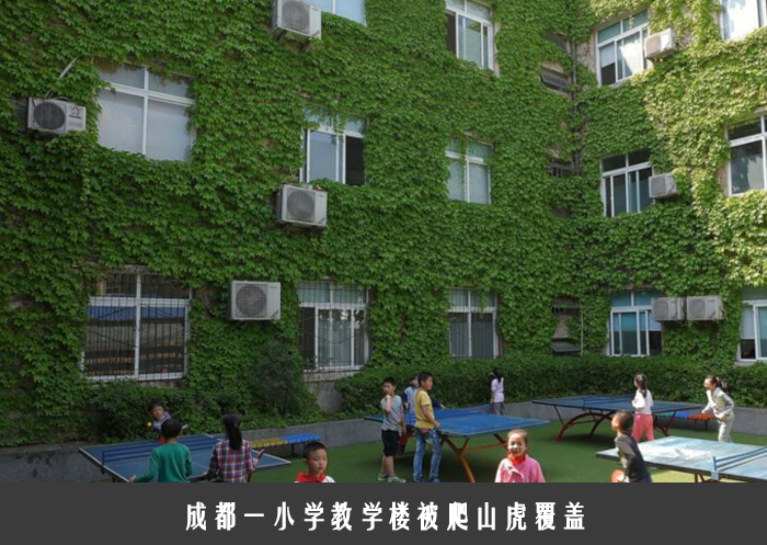 成都一小学教学楼被爬山虎覆盖