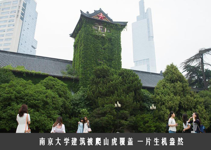 南京大学建筑被爬山虎覆盖 一片生机盎然