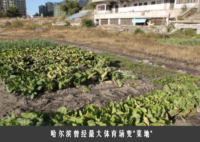 哈尔滨曾经最大体育场变＂菜地＂