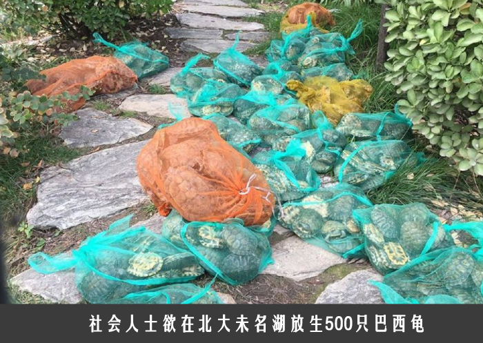 社会人士欲在北大未名湖放生500只巴西龟