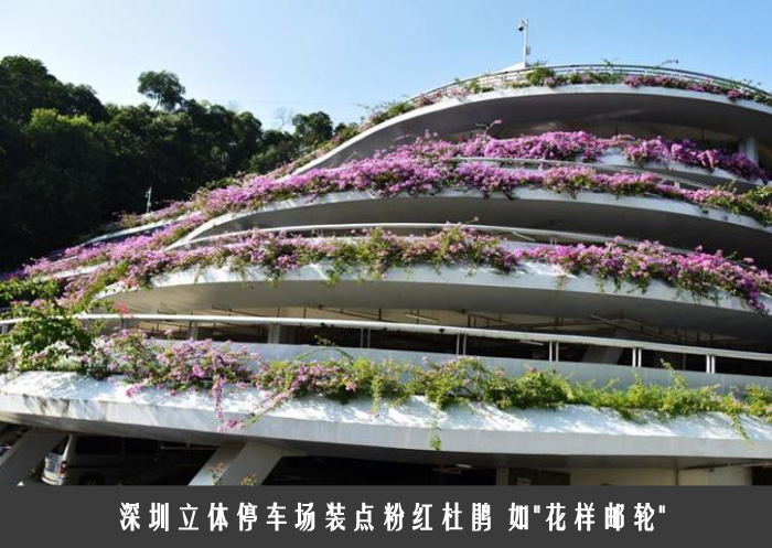 深圳立体停车场装点粉红杜鹃 如＂花样邮轮＂
