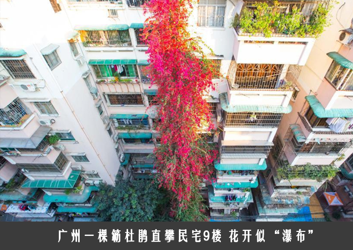 广州一棵簕杜鹃直攀民宅9楼 花开似“瀑布”