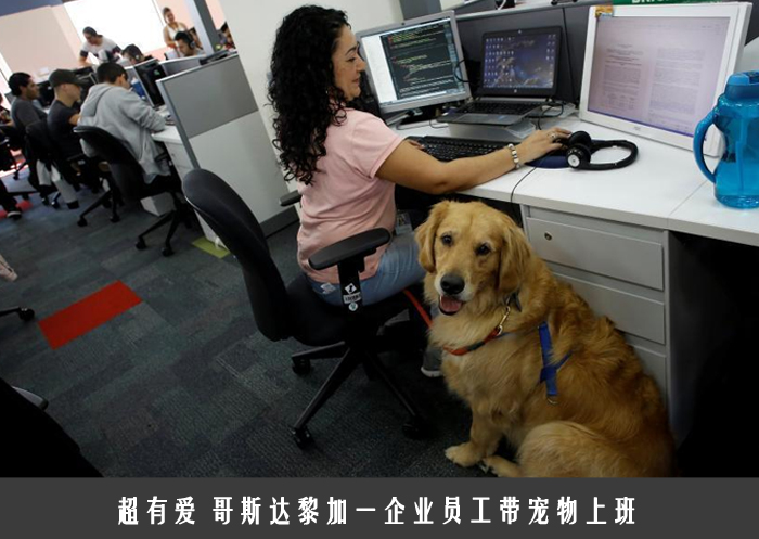 超有爱 哥斯达黎加一企业员工带宠物上班