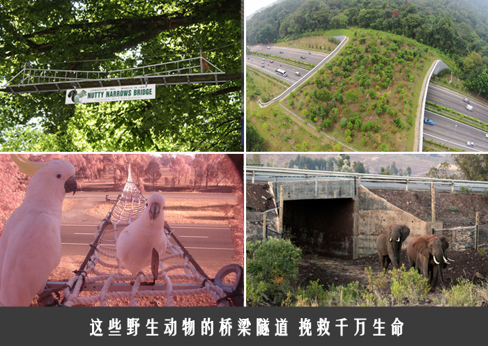 这些野生动物的桥梁隧道 挽救千万生命