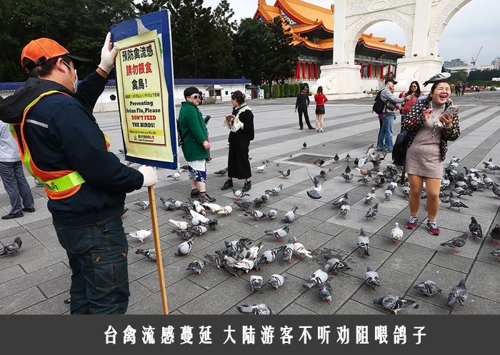 台禽流感蔓延 大陆游客不听劝阻喂鸽子
